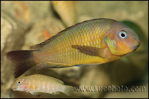 Tropheus sp. 'kipili' Mtosi Bay